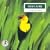 Oiseaux : Le chant des oiseaux