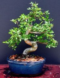Chinese Elm Bonsai Tree by Sheryls Shop