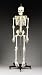 Budget Bart 4-Foot Skeleton with Stand (CH95) with Free Set of Bone Pens