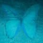 Blue Butterfly Art Poster by Lente Louisa - 11" x 11"