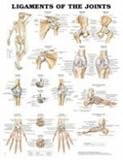 Ligaments of the Joints Anatomical Chart