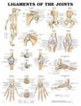 Ligaments of the Joints Anatomical Chart