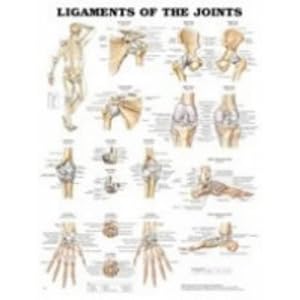 Click here to buy Ligaments of the Joints Anatomical Chart by Anatomical Chart Company.