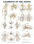 Ligaments of the Joints Anatomical Chart