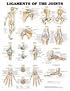 Ligaments of the Joints Anatomical Chart