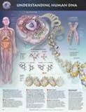 Understanding Human DNA Anatomical Chart