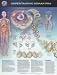 Understanding Human DNA Anatomical Chart