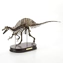 Spinosaurus Dinosaur Skeleton Model Statue, Scale 1/20