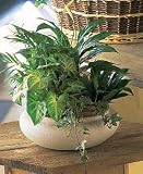 Dish Garden Gift Arrangement