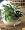 Dish Garden Gift Arrangement, Premium
