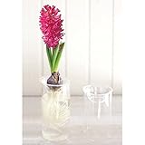 BULB VASE SHORT 水耕栽培キット （ ヒヤシンス球根付き）