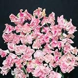 Sweet Pea Apple Blossom 25 Seeds - Annual - FREE SHIPPING ON ADDITIONAL HIRTS SEEDS ORDERED AND PAID WITH ONE PAYMENT