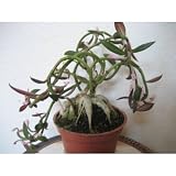 9GreenBox - RARE raised bulb Red Monadenium plant bonsai WONDERFUL LIFE
