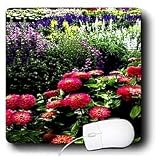 Flowers - Pink Zinnias - Mouse Pads