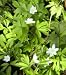 Anemone nemorosa (5 Rhizomes)