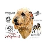 Irish Wolfhound Adult T-Shirt