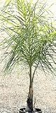 Queen Palm Five Gallon