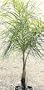 Queen Palm Five Gallon