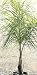 Queen Palm Five Gallon