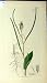 1807 Sowerby Botanical Plant Erysimum Orientale Print