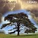 Cedars