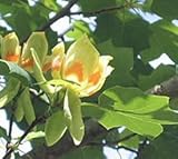 IMAGE OF 1 Tuliptree 2-3' bareroot tree