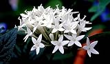 Pure White Egyptian Star 10 Seeds