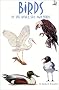 Birds of the Water, Sea, and Shore
