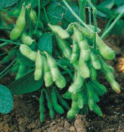 Soybean Early Hakucho Seeds