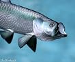 Taxidermy Quality 12" Fiberglass Tarpon Wall Mount