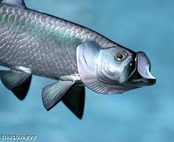 Taxidermy Quality 12" Fiberglass Tarpon Wall Mount