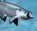 Taxidermy Quality 12" Fiberglass Tarpon Wall Mount