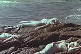 Mamie van Doren in Voyage to the Planet of the Prehistoric Women DVD (1967), Classic Drive-in Movie. Also Starring Mary Mark, Paige Lee, Aldo Roman, and Margot Hartman.
