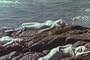 Mamie van Doren in Voyage to the Planet of the Prehistoric Women DVD (1967), Classic Drive-in Movie. Also Starring Mary Mark, Paige Lee, Aldo Roman, and Margot Hartman.