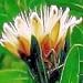 PROTEA SUBVESTITA Waterlily sugarbush hardy 5 seeds