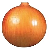 玉ねぎ苗 【予約】 【 極早生 アサヒ極早生 】 約100本 10月17日～10月21日出荷分