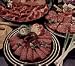 Gourmet Food : Daniele GenoaSalami for Slicing