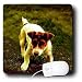 terrier8 - Dogs Jack Russell Terrier Jack Russell Terrier Mouse