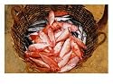 Kovalum, Kerala, India, Basket of Fish Art Photographic Poster Print by Elisa Cicinelli, 16x12