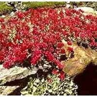 Sedum Dragon's Blood