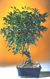 Hawaiian Umbrella Bonsai Tree-Medium.(Arboricola Schefflera)