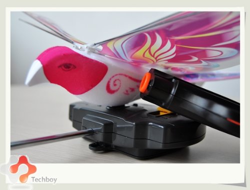 Ebird Hunter Pinkbutterfly