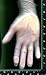 NEW, POWDERED, VINYL, GLOVES, 200, GLOVES, 2 boxes, MEDIUM, GLOVE, by, SELECT MEDICAL...