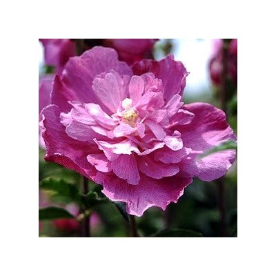 Pink Rose of Sharon - Hibiscus Perennial Flowers Pink rose of sharon-hibiscus perennial flowers