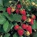 100 ALPINE STRAWBERRY Fragaria Vesca Fruit Berry Seeds 100 ALPINE STRAWBERRY Fragaria Vesca Fruit Berry Seeds