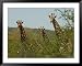 Kruger National Park - South Africa - Giraffe Framed Art Poster Print by Keith Levit,...