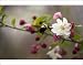 Photographic Prints of Apple (Malus domestica) from Science Photo Library