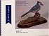 Song Bird Patterns: Blue Ribbon Pattern Series, Book 4 (Blue ribbon pattern series)