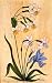 Asian Paintings Miniatures Drawings & Water Color on Paper 9 x 7 inches