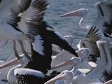 A Group of Australian Pelicans Both in Water and Taking Flight Photographic Poster Print, 24x18